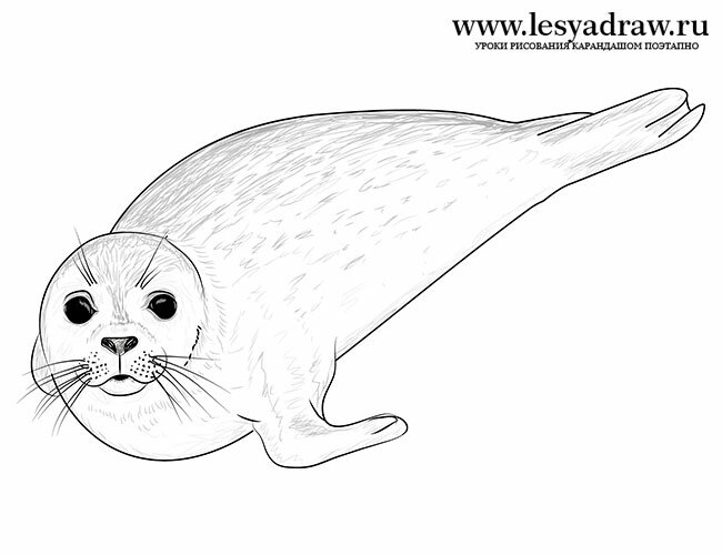 Как нарисовать тюленя