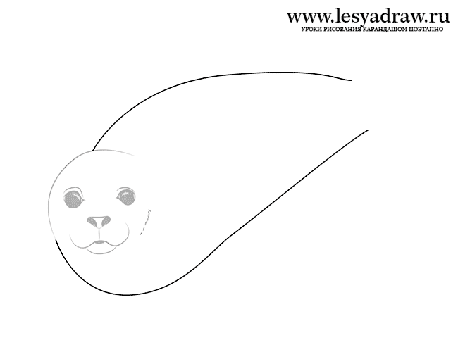 Как нарисовать тюленя  поэтапно