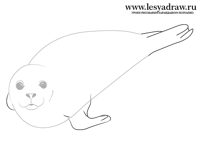 Как нарисовать тюленя карандашом поэтапно