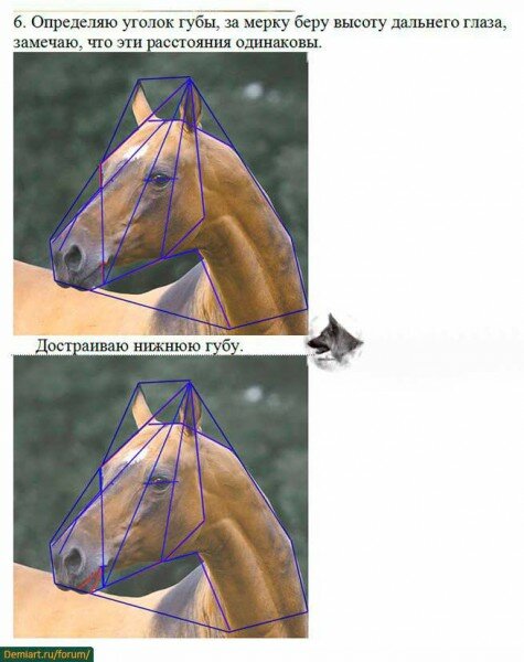 урок построение головы лошади