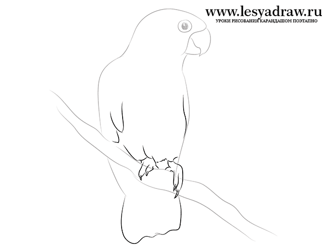 Как нарисовать попугая какаду