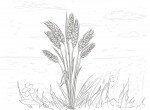 как нарисовать поле +с пшеницей