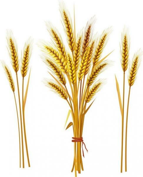 Как нарисовать пшеницу