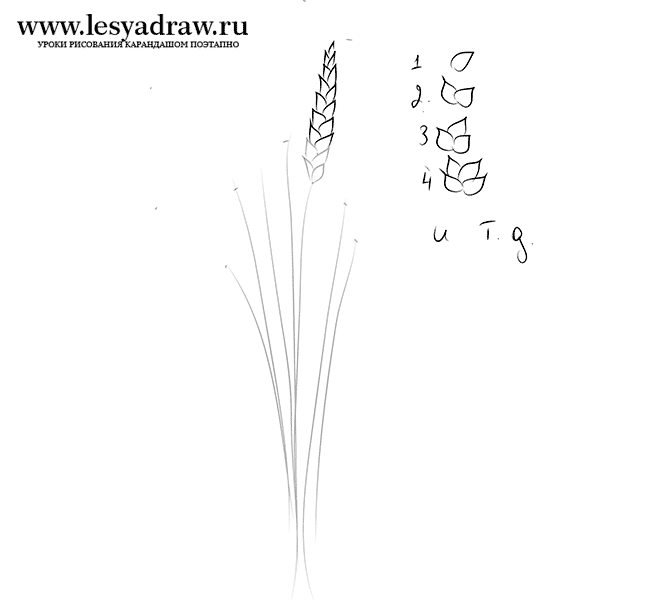 Как нарисовать колосок пшеницы