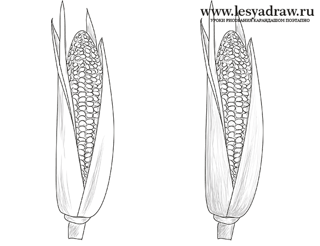 Как нарисовать кукурузу карандашом