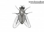 Как нарисовать муху
