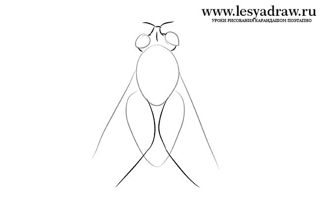 Как нарисовать муху  поэтапно
