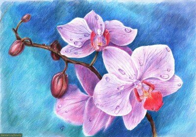 Как нарисовать орхидеи цветными карандшами
