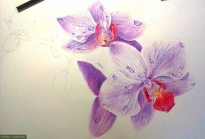 Как нарисовать орхидеи карандашом поэтапно