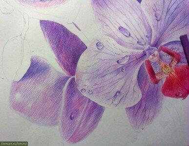 как нарисовать цветки орхидеи