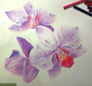 Как нарисовать орхидеи поэтапно