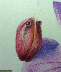Как нарисовать бутон орхидеи