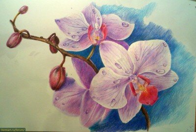 Как рисовать орхидеи