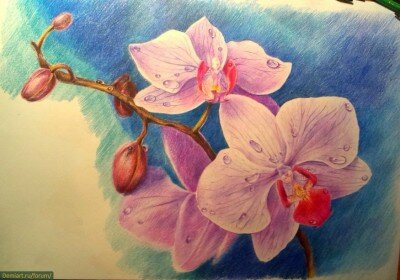 Урок рисования орхидей