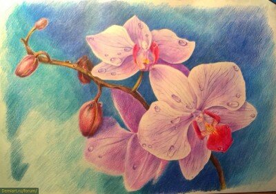 Орхидеи урок рисования цветными карандашами