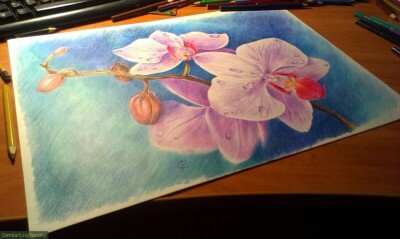 как нарисовать орхидеи