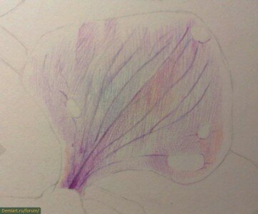 Как нарисовать лепесток цветка
