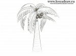 Как нарисовать пальму с кокосами карандашом поэтапно