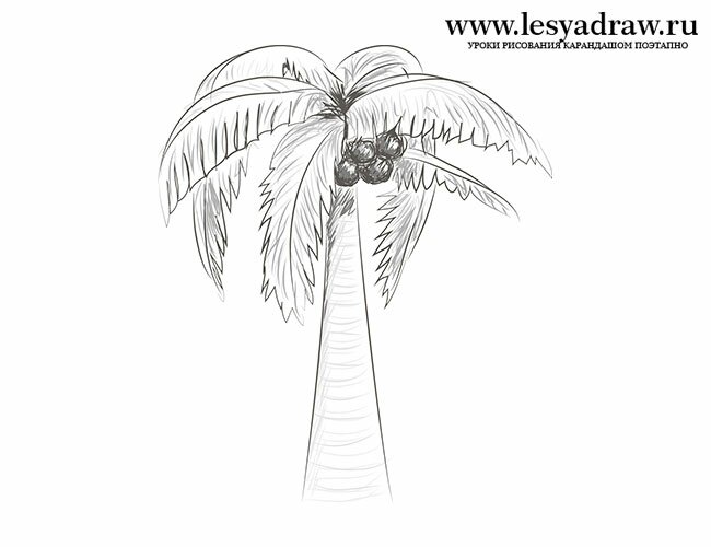 Как нарисовать пальму с кокосами карандашом поэтапно