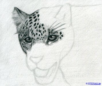 Как рисовать ягуара 