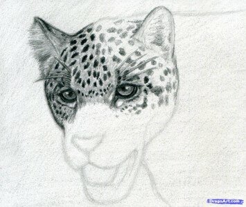 Как нарисовать ягуара карандашом