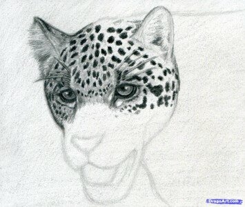 Как нарисовать ягуара карандашом поэтапно