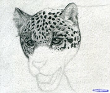 Как нарисовать ягуара поэтапно
