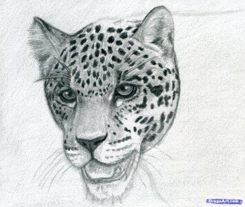 Рисунок ягуара карандашом