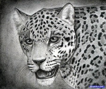 Как нарисовать ягуара 