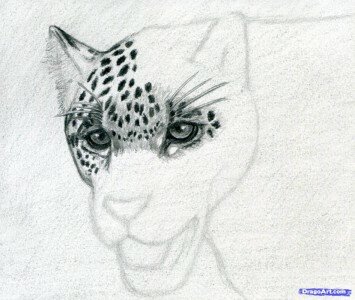 Как рисовать ягуара поэтапно карандашом