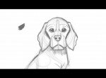 Как нарисовать собаку бигль