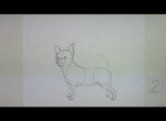 как нарисовать собаку породы чихуахуа	