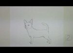 как нарисовать собаку чихуахуа карандашом