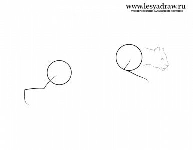 Как нарисовать пуму в прыжке поэтапно карандашом