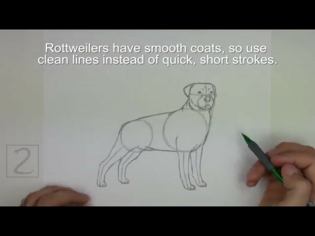нарисовать собаку ротвейлера