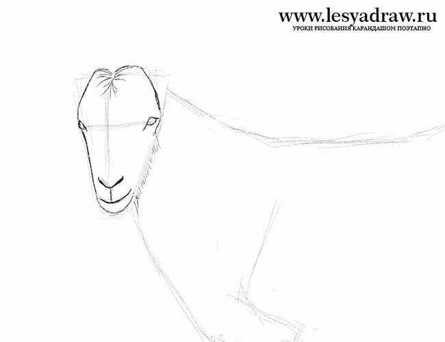 Как нарисовать морду козла