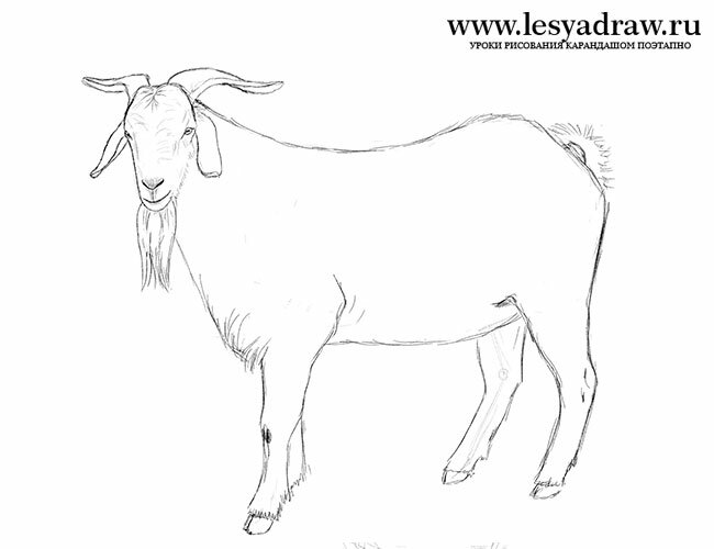 Как нарисовать козла поэтапно