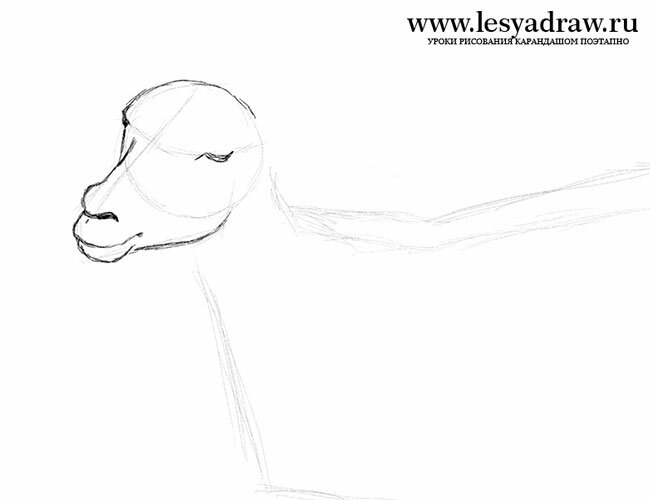 Как нарисовать морду козы