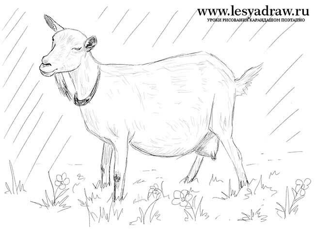 Как нарисовать козу карандашом