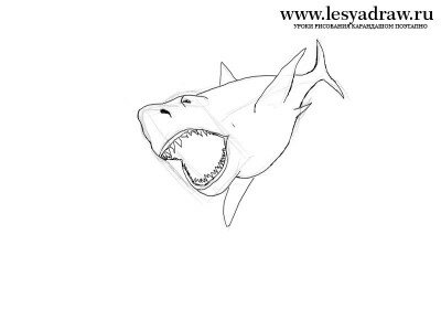 Как нарисовать акулу убийцу