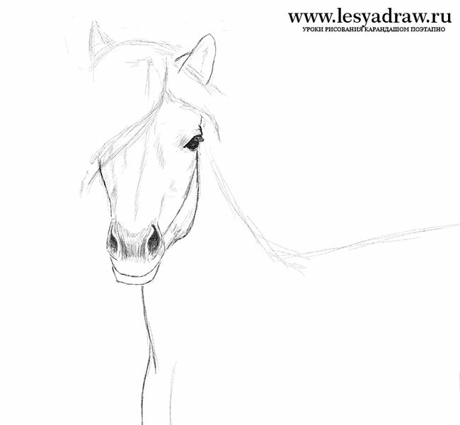 Как нарисовать лошадь для начинающих