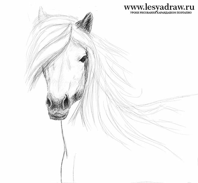 Как нарисовать лошадь  поэтапно