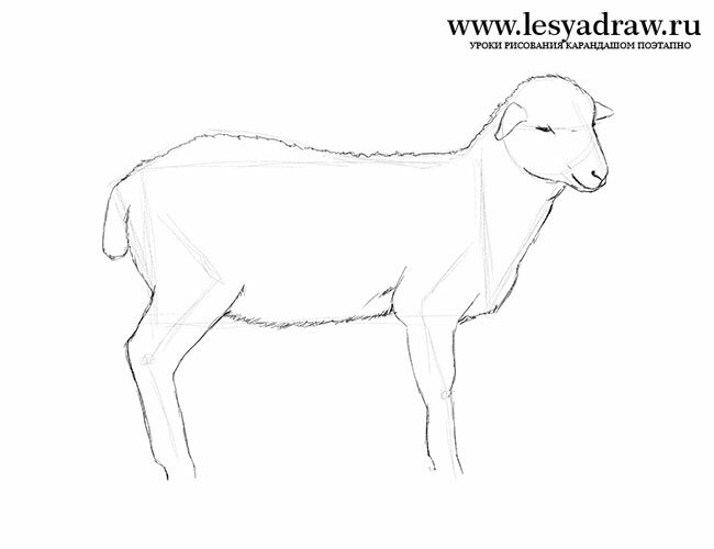 Как нарисовать овцу  поэтапно