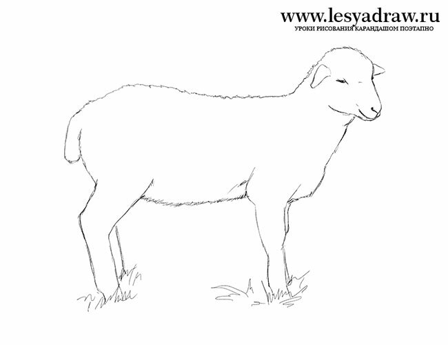 Как нарисовать овцу карандашом