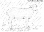 Как нарисовать овцу карандашом поэтапно