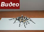 Как нарисовать паука 3D на бумаге