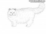 Как нарисовать персидского кота