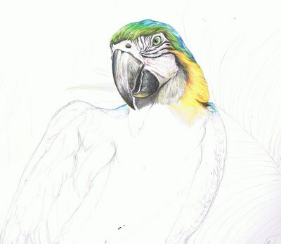 Как нарисовать попугая карандашом поэтапно