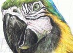 Как нарисовать попугая Ару
