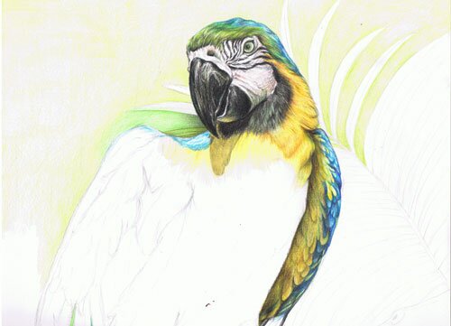 Как рисовать попугая поэтапно